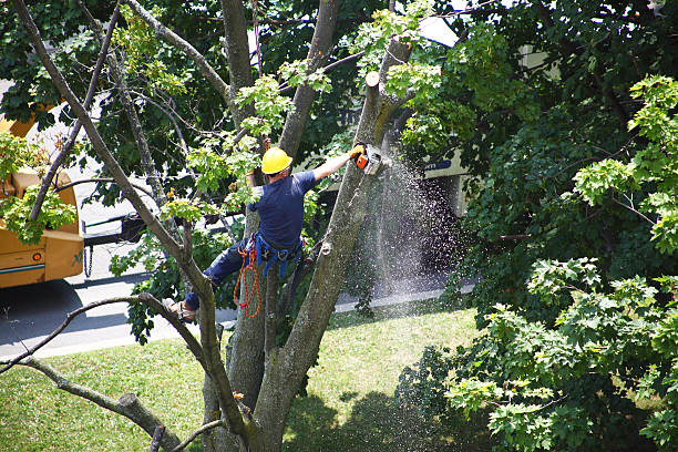 Professional Tree Services in Navy Yard City, WA